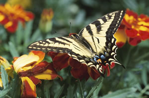 Eastern Swallowtail