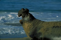 Elephant Seal
