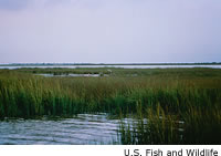 Estuary