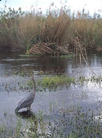 Everglades