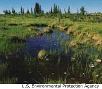 Fen