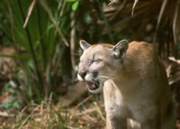 Florida Panther