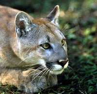 Florida Panther
