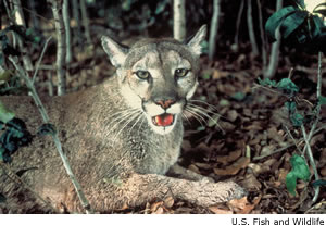 Florida Panther