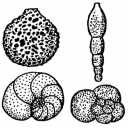 Foraminfera