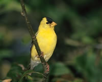 Goldfinch