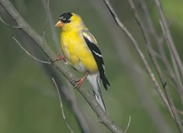 American Goldfinch