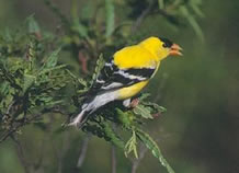Goldfinch