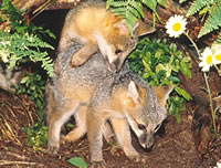 Gray Fox