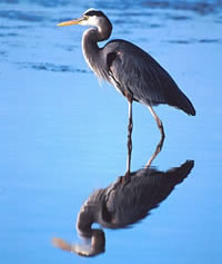 Great Blue Heron