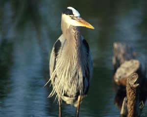 Great Blue Heron