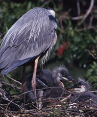 Great Blue Heron