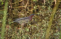 Green Heron