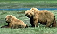Grizzly Bear