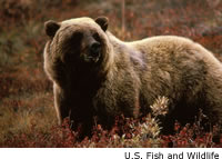 Grizzly Bear