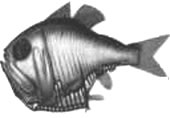 Hatchet Fish