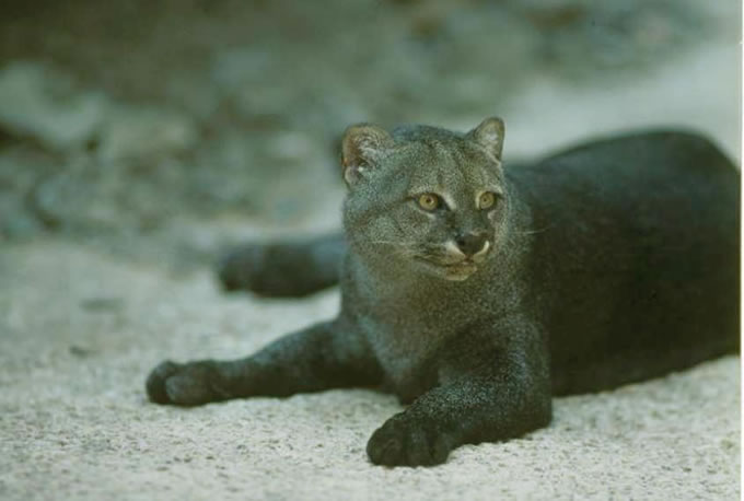 Suggests that jaguarundis that you are eight subspecies of cats were 