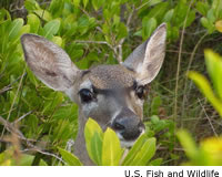 Key Deer