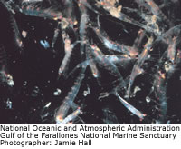 Krill