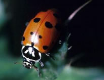 Ladybug