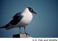 Laughing Gull