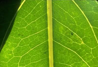 Leaf