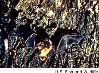 Little Brown Bat