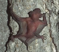 Little Brown Bat Baby