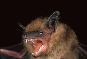 Little Brown Bat