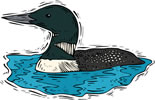 Loon