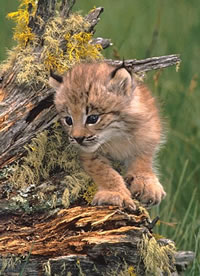 Lynx Kitten