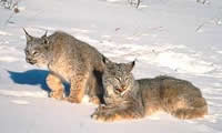 Canadian Lynx