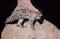 Margay