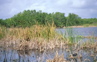 Marsh
