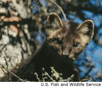 Marten in Spruce Tree