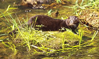 Mink Eating