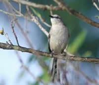 Mockingbird
