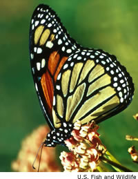 monarch