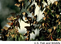 Monarchs