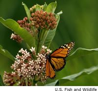 Monarch