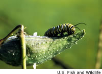 Monarch