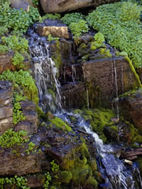 Moss on Rocks