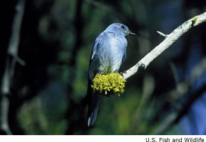 Mountain Bluebird