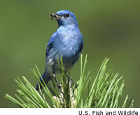 Mountain Bluebird