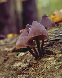 Mushrooms
