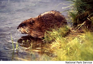 Muskrat