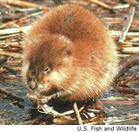 Muskrat