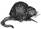 muskrat