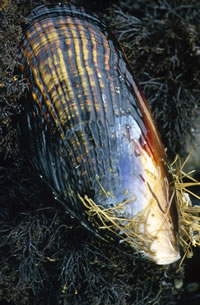 Mussel