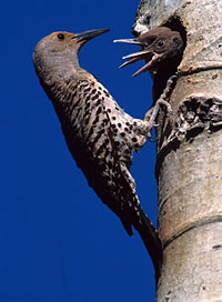 Northern Flicker